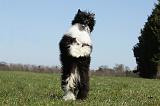 CHIEN NU CHINOIS 158